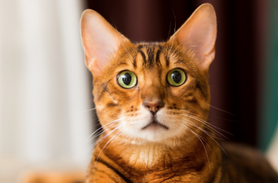 신기한 듯이 이쪽을 바라보는 고양이