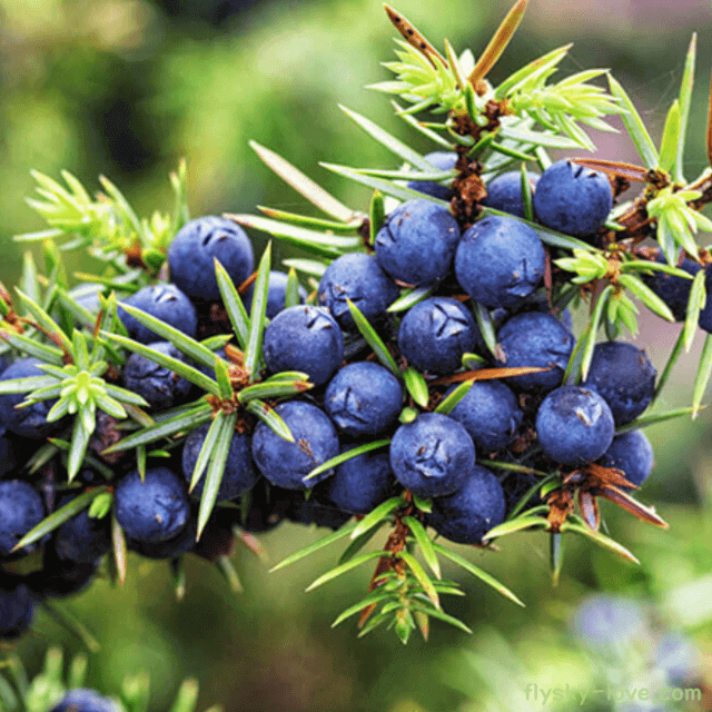 주니퍼베리 (Juniper berry), 주니퍼베리 오일