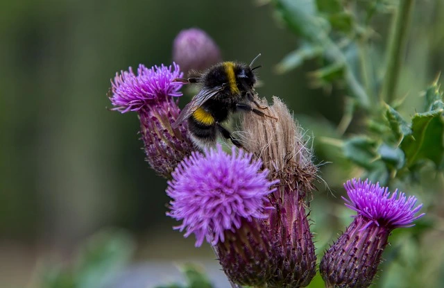 엉겅퀴 효능과 부작용 총정리 | 간 건강에 좋은 이유는?