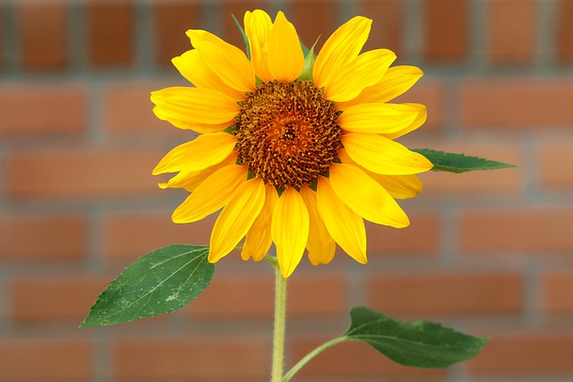함안 강주 해바라기 축제 일정