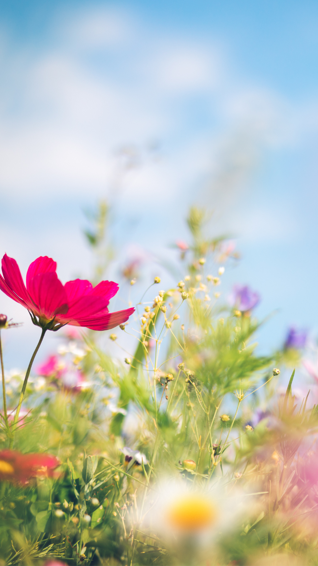 스마트폰 봄 계절 꽃 배경화면 사진 이미지 모음