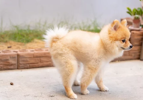 강아지 사진/출처:어도비스톡