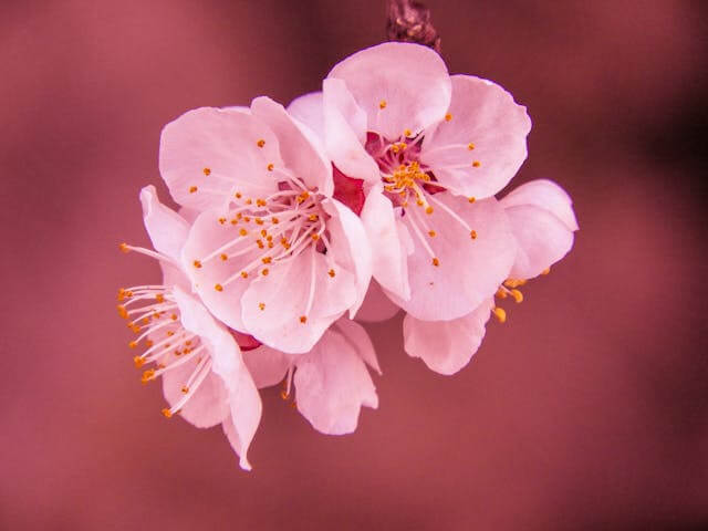 벚꽃축제 사진