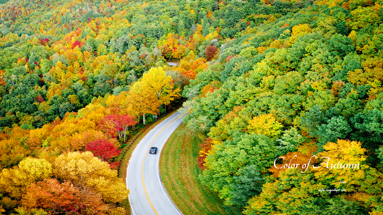 01 단풍 도로 C - Color of Autumn 가을배경화면