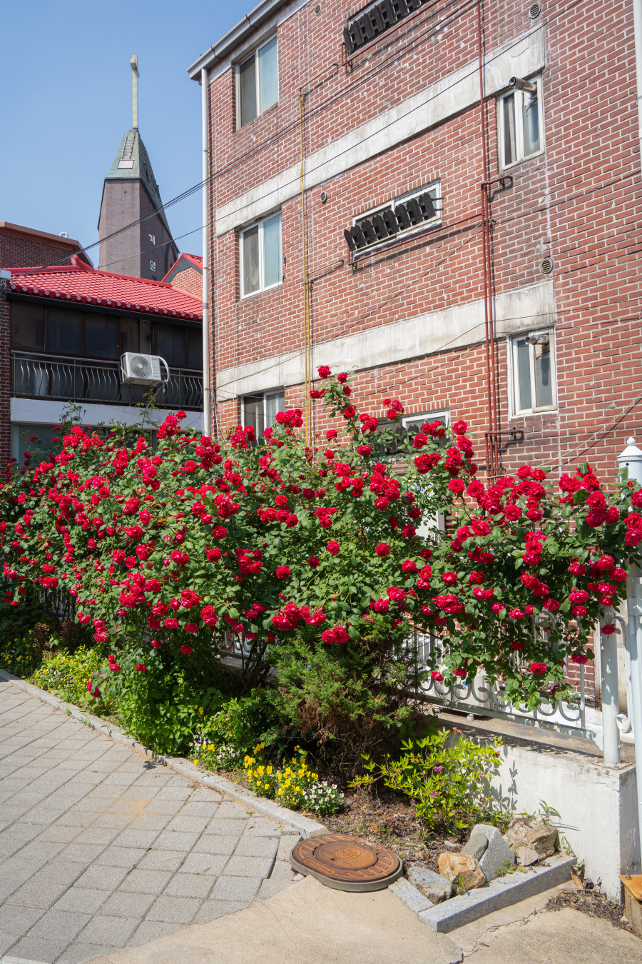 행궁동 하우스 플랜비 카페 장미