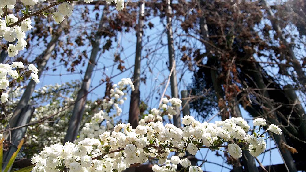 서울둘레길 4코스 대모산·우면산 장미조팝