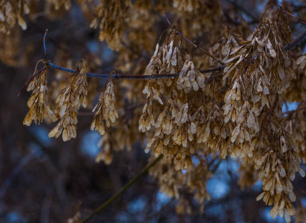 알룰로스 부작용 및 효능, 당뇨병이 있는데 먹어도 될까? 많은 사람들이 먹고 있는 알룰로스는 어떤 매력이 있을까요?
