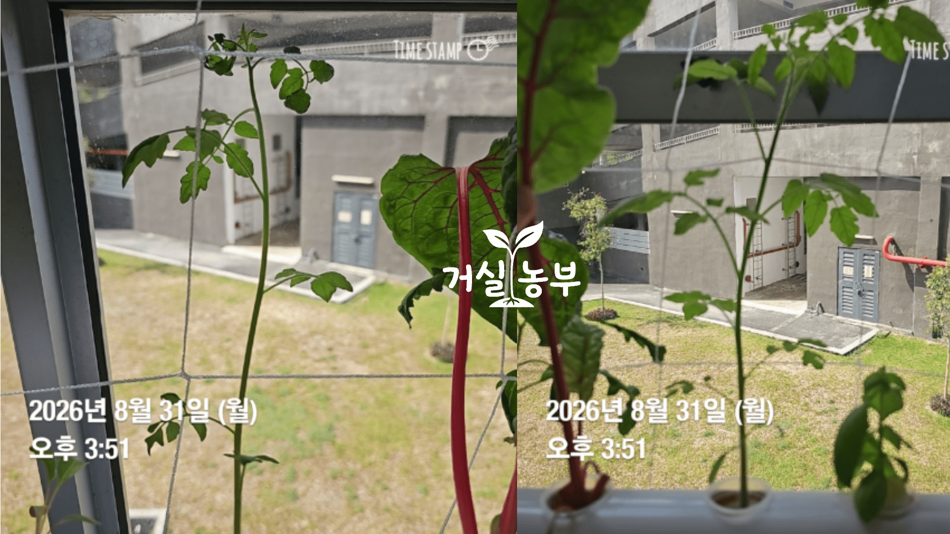 수경재배기에서 줄기와 마디 사이가 길게 자란 방울토마토 8월 31일 모습