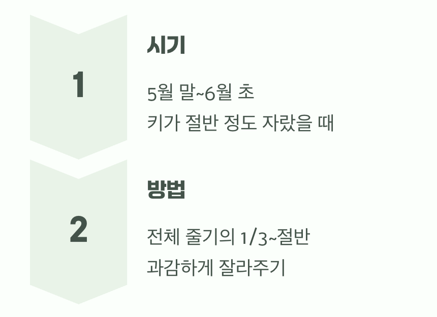 마법의 이발, '순지르기(Chelsea Chop)'