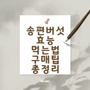 송편-버섯의-효능과-먹는-방법과-구매-팁에-대한-총-정리