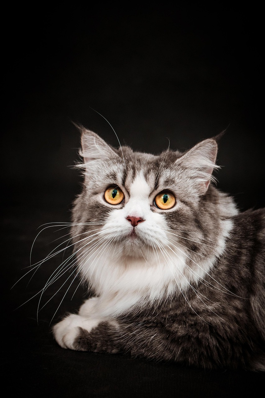 cat-1-11