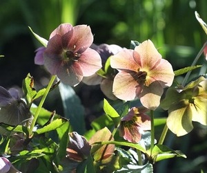 크리스마스 로즈 헬레보루스 겨울 꽃