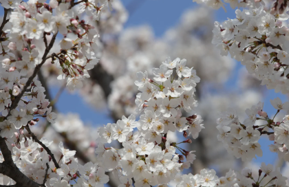 여의도&amp;#44; 경주&amp;#44; 서울 강남구&amp;#44; 장수군&amp;#44; 청양군의 공통점은? 🌸 벚꽃 개화 시기 &amp; 명소 총정리!