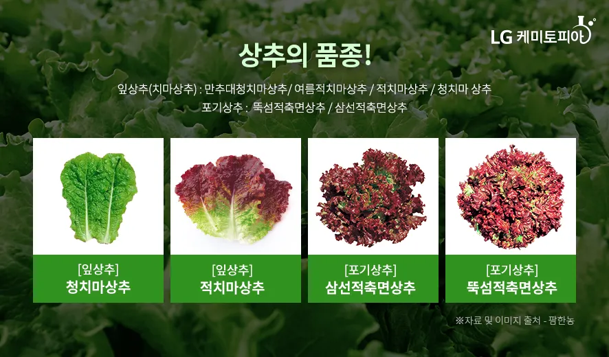 청상추 재배 모종 선택 잎 수확 습도 관리_5