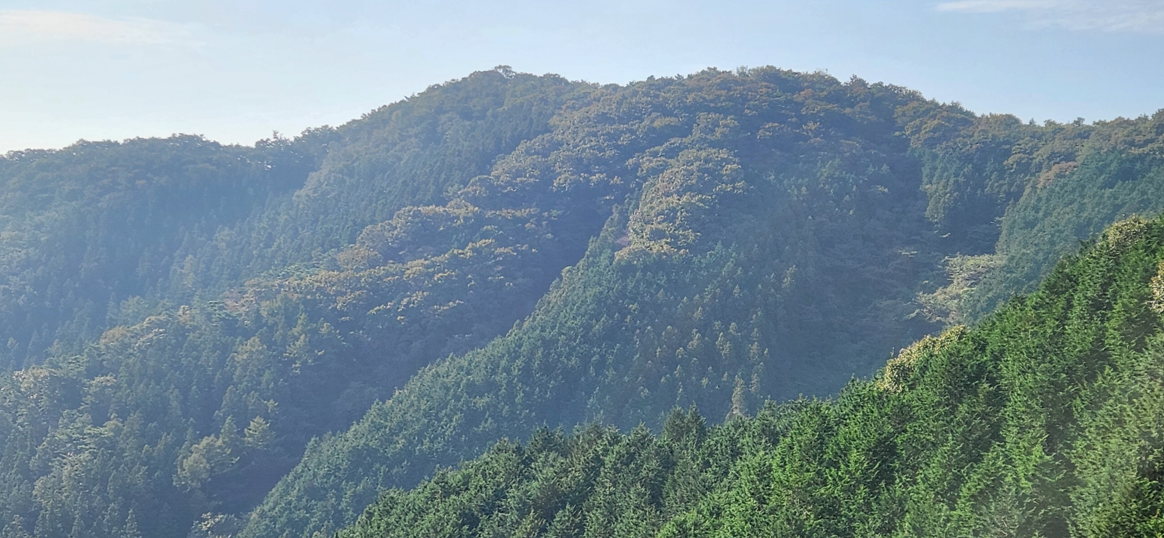 대한민국 편백나무는 다 모아 놓은 듯