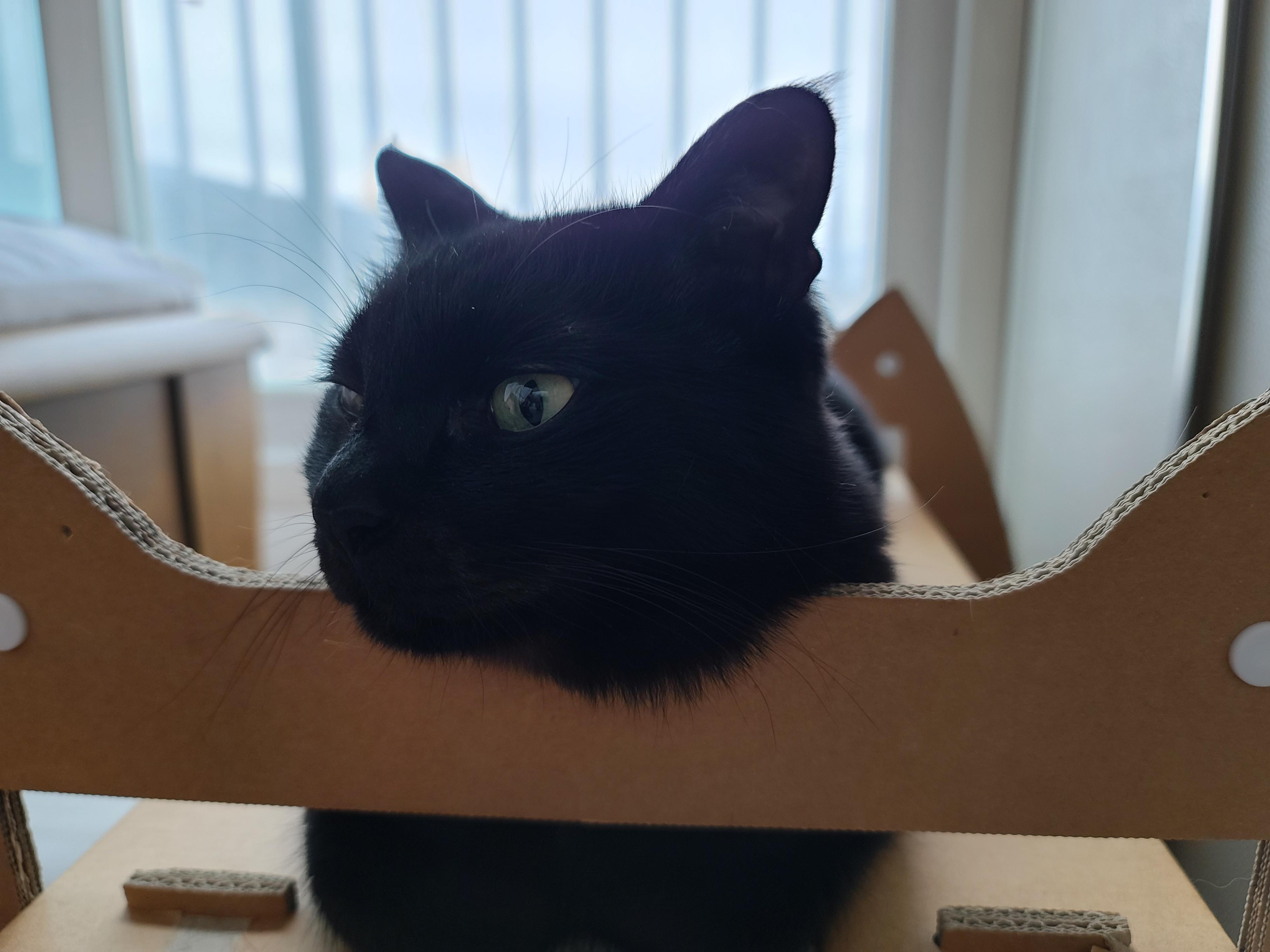 턱괴고 자는 편. 볼살 삐져나온 고양이. 스크래쳐 활용 잘 하는 고양이 건이.