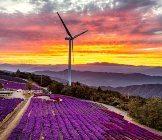 거창감악산-아스타국화