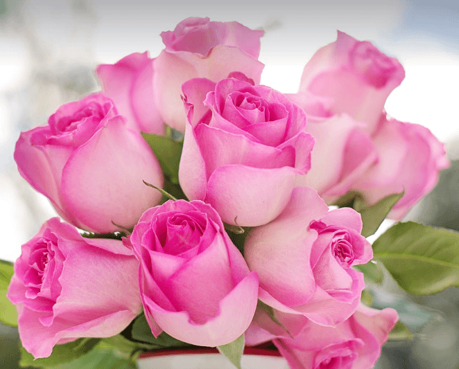 삼척장미축제 일정 입장료 주차장 관람꿀팁