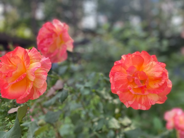 양귀비꽃 클로즈업 이미지