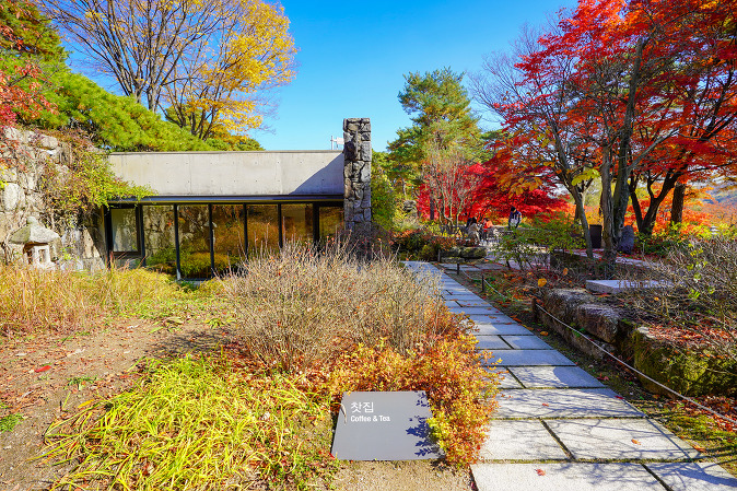 에버랜드 비밀의 은행나무숲 예약