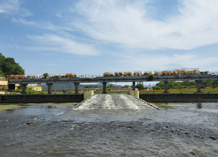 장성황룡강길동무꽃길 축제