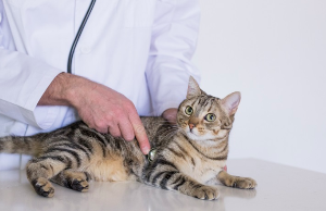 진찰받는 고양이