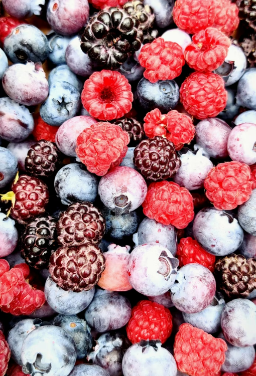 열매 '오디'가 한가득 보인다.