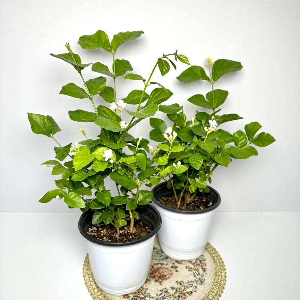 함박자스민 키우는법