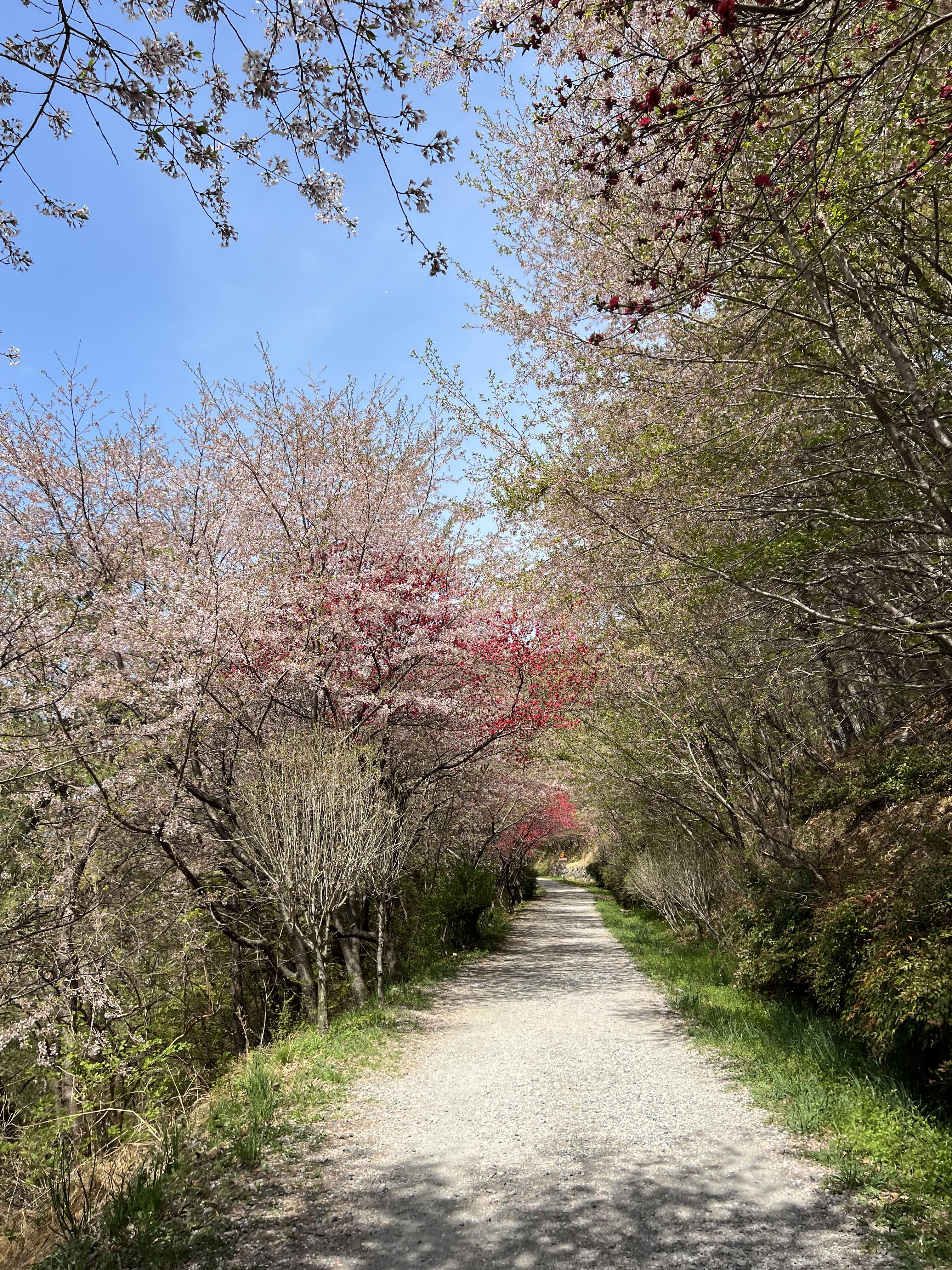 벚꽃트레킹길15