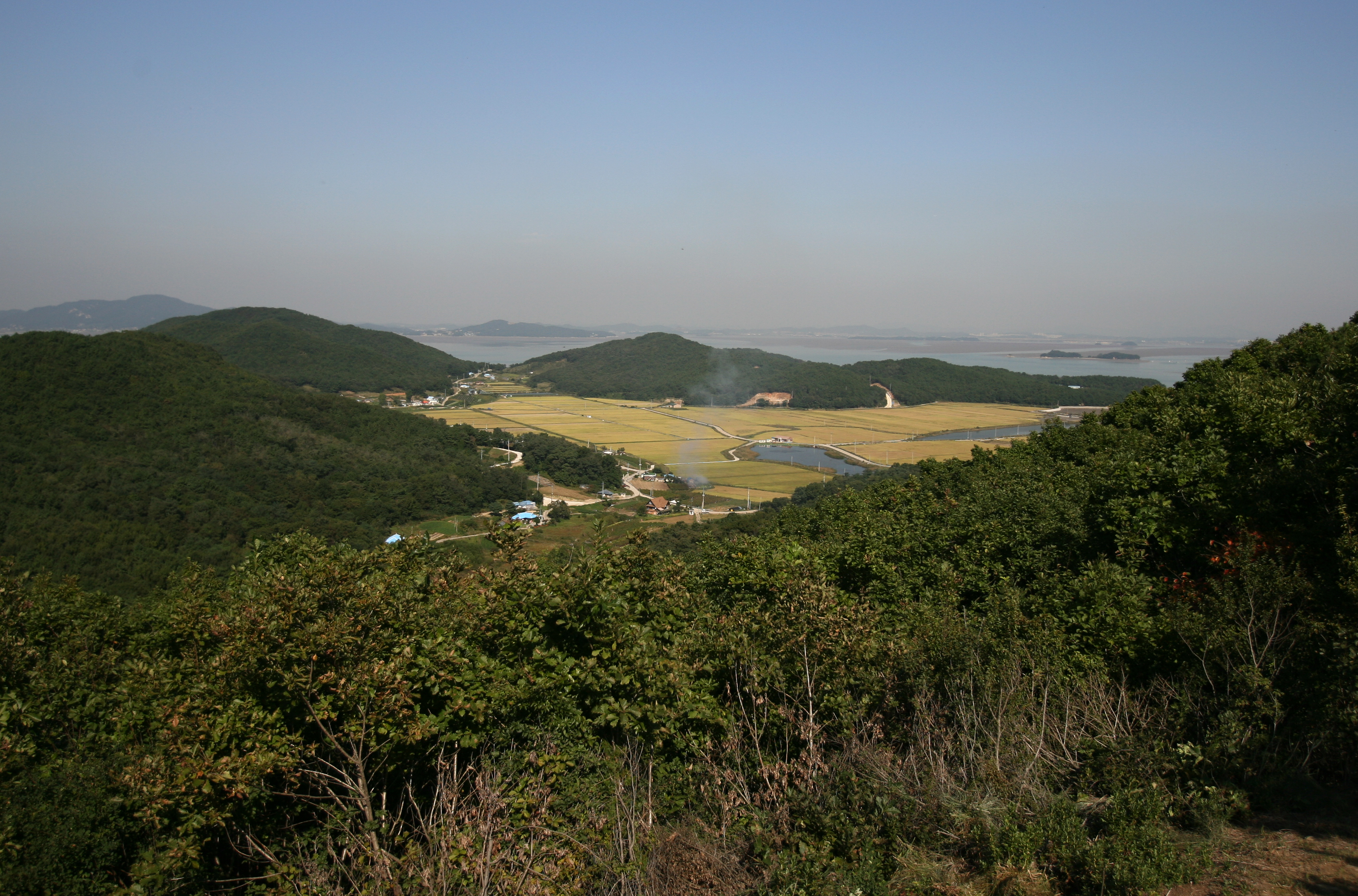 신시모도