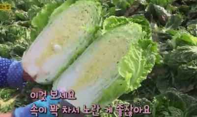 김장 담그기 좋은 배추 좋은 무 고르는방법