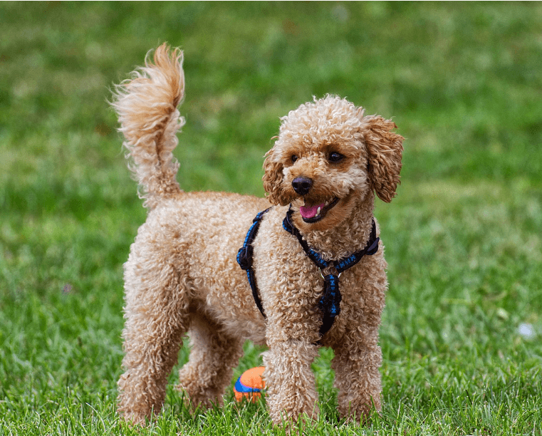 애완용 강아지 종류 및 특징 정리 - 소형 강아지 종류