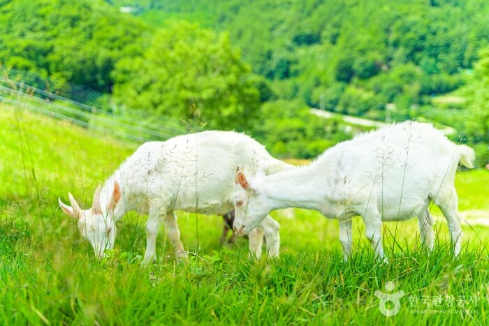 태백몽토랑산양목장