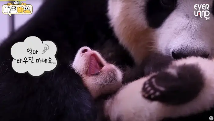 아기바이오-판다