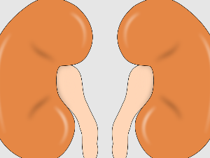 신장에 좋은 음식 나쁜 음식