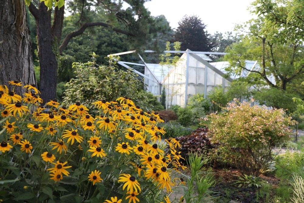 태안 천리포 수목원 수국