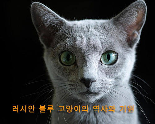 # 러시안 블루 고양이의 역사와 기원

## 신비로운 푸른빛 털을 가진 러시안 블루, 어디서 시작되었을까?

러시안 블루 고양이는 은은한 푸른빛이 도는 짙은 은회색 털과 초록빛 눈동자로 유명한 품종입니다. 그 우아하고 고급스러운 외모 때문에 고양이 애호가들 사이에서 오랫동안 사랑받아 왔습니다. 하지만 단순히 아름다운 외모만으로 주목받은 것이 아니라, 그 기원과 역사 또한 흥미로운 이야기를 담고 있습니다. 이번 글에서는 러시안 블루 고양이가 어떻게 탄생했고, 어떤 과정을 거쳐 오늘날 전 세계에서 사랑받는 품종이 되었는지 살펴보겠습니다.

---

### 기원: 러시아 북부의 혹독한 자연

러시안 블루의 기원은 러시아 북부, 특히 아르한겔스크 제도(Arkhangelsk Islands)로 알려져 있습니다. 이 지역은 기후가 매우 춥고 혹독하여, 살아남기 위해서는 두껍고 치밀한 털이 필요했습니다. 러시안 블루는 바로 이 환경 속에서 태어나 두 겹으로 이루어진 고급스러운 은빛 이중모를 발달시켰다고 전해집니다.

또한 이 고양이들은 자연적으로 온화하면서도 독립적인 성격을 갖추게 되었는데, 이는 거친 환경 속에서 살아남으면서 인간과도 조화롭게 생활할 수 있도록 적응한 결과라고 볼 수 있습니다.

---

### 러시아 황실과 귀족의 반려묘

러시안 블루는 단순히 북부 지방의 고양이로 머물지 않았습니다. 그 아름다움 덕분에 러시아 귀족들과 황실에서 키우기 시작하면서 점차 명성을 얻게 됩니다. 특히 은빛 털과 우아한 체형은 당시 귀족 사회에서 매우 귀하게 여겨졌습니다. 러시아 황제의 궁전에서도 러시안 블루가 반려묘로 길러졌다는 기록이 있으며, 이로 인해 이 품종은 &lsquo;황실의 고양이&rsquo;라는 별명으로 불리기도 했습니다.

---

### 유럽으로 전파된 역사

19세기 중반, 러시아 아르한겔스크 항구를 통해 영국과 북유럽으로 이 고양이가 전해졌습니다. 처음에는 &lsquo;아르한겔스크 블루(Archangel Blue)&rsquo;라는 이름으로 알려졌으며, 이후 품종의 특징이 자리 잡으면서 현재의 이름인 &lsquo;러시안 블루&rsquo;로 정착하게 됩니다.

영국에서는 빅토리아 시대의 상류층 사이에서 큰 인기를 얻었고, 고양이 전시회에 등장하면서 품종으로서 본격적으로 인정받기 시작했습니다.

---

### 전쟁과 품종의 위기

20세기 초, 두 차례의 세계 대전은 러시안 블루에게도 큰 시련을 안겼습니다. 전쟁으로 인해 번식이 거의 중단되면서 품종이 멸종 위기에 처한 것입니다. 그러나 영국과 스칸디나비아 지역의 몇몇 애호가들이 이 품종을 지켜내기 위해 노력했고, 다른 고양이 품종과의 교배를 통해 개체 수를 보존할 수 있었습니다.

특히 샴 고양이와의 교배가 이루어지면서 일시적으로 러시안 블루의 체형이 달라지기도 했으나, 이후 순수 혈통을 복원하려는 노력이 이어져 현재의 전통적인 모습이 다시 확립되었습니다.

---

### 현대의 러시안 블루

오늘날 러시안 블루는 세계적으로 잘 알려진 고양이 품종 중 하나로, 미국, 영국, 일본 등 여러 나라에서 사랑받고 있습니다. 국제 고양이 협회(TICA)와 CFA 같은 주요 혈통 등록 기관에서도 공식적으로 인정하는 품종입니다.

러시안 블루는 단순히 외모뿐만 아니라 조용하고 차분한 성격, 보호자와 깊은 유대감을 맺는 성향 덕분에 현대 가정에서 반려묘로 인기가 높습니다.

---

### 역사와 기원 요약

❘ 시대 ❘ 특징 ❘
❘ ------ ❘ -------------------------- ❘
❘ 초기 ❘ 러시아 북부 아르한겔스크 지역에서 자연 발생 ❘
❘ 19세기 ❘ 유럽으로 전파, &lsquo;아르한겔스크 블루&rsquo;로 알려짐 ❘
❘ 20세기 초 ❘ 전쟁으로 멸종 위기, 교배를 통해 개체 수 보존 ❘
❘ 현대 ❘ 전 세계에서 인기 있는 반려묘로 정착 ❘

---

### 결론: 전통과 우아함을 간직한 고양이

러시안 블루 고양이는 러시아 북부의 혹독한 자연에서 시작해 황실의 반려묘, 유럽 상류층의 애완동물, 그리고 오늘날 세계인의 사랑을 받는 반려묘로 발전해 왔습니다. 이들의 푸른빛 털과 신비로운 매력은 단순한 외모 이상의 의미를 지니며, 수백 년 동안 이어진 역사와 전통을 고스란히 담고 있습니다. 러시안 블루를 키운다는 것은 단순히 고양이를 입양하는 것을 넘어, 오랜 시간 이어져 내려온 특별한 이야기와 함께하는 것이라 할 수 있습니다.

---

\#러시안블루 #러시안블루역사 #러시안블루기원 #고양이품종 #반려묘역사 #고양이기원

러시안블루, 반려묘역사, 러시아고양이, 품종고양이, 고양이기원