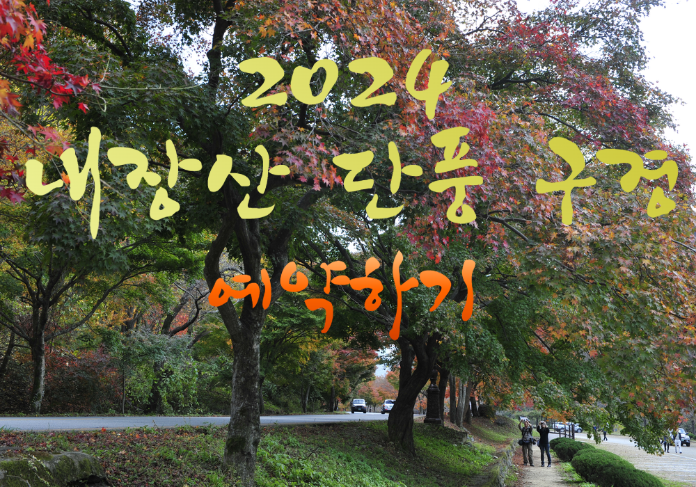 2024 내장산 단풍 구경 화면