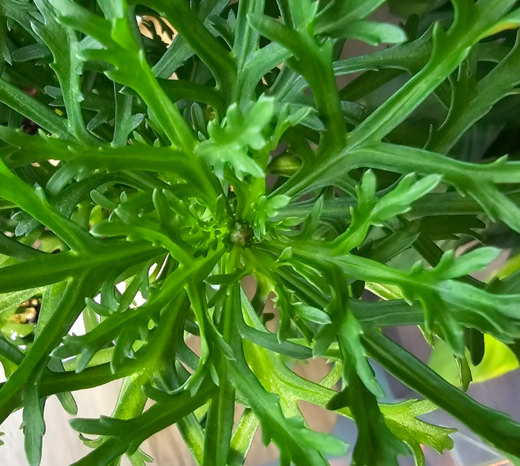 점점 굵어지면 꽃대를 만들어 올라와요