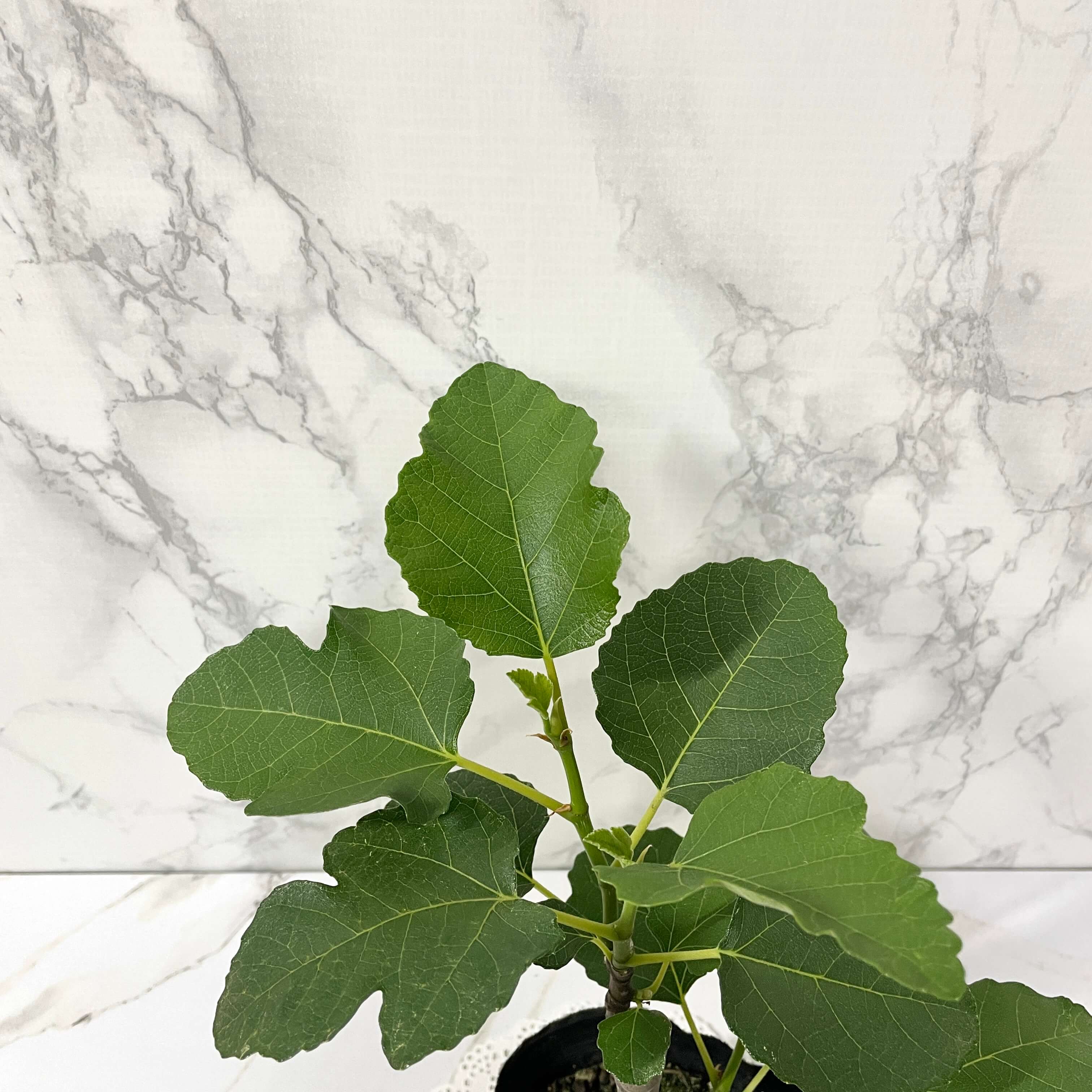 무화과나무 키우기