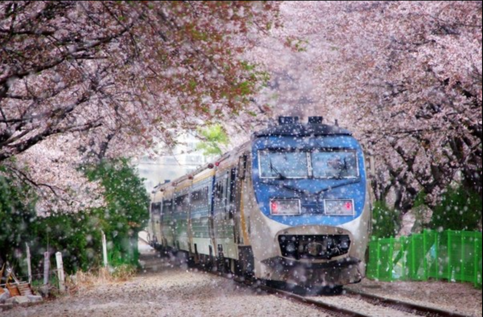 경남 진해 경화역 벚꽃 철길 명소