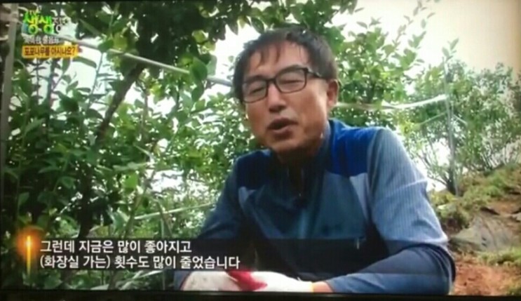  충남 청양 달콤한 항염증 성분 류마티스 관절염 특효 포포나무 분양하는 곳 전국 택배 온라인 전화 주문 추천 