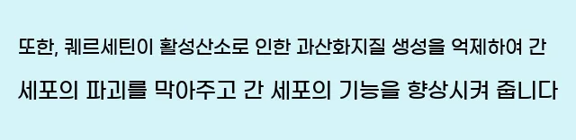  또한, 퀘르세틴이 활성산소로 인한 과산화지질 생성을 억제하여 간 세포의 파괴를 막아주고 간 세포의 기능을 향상시켜 줍니다