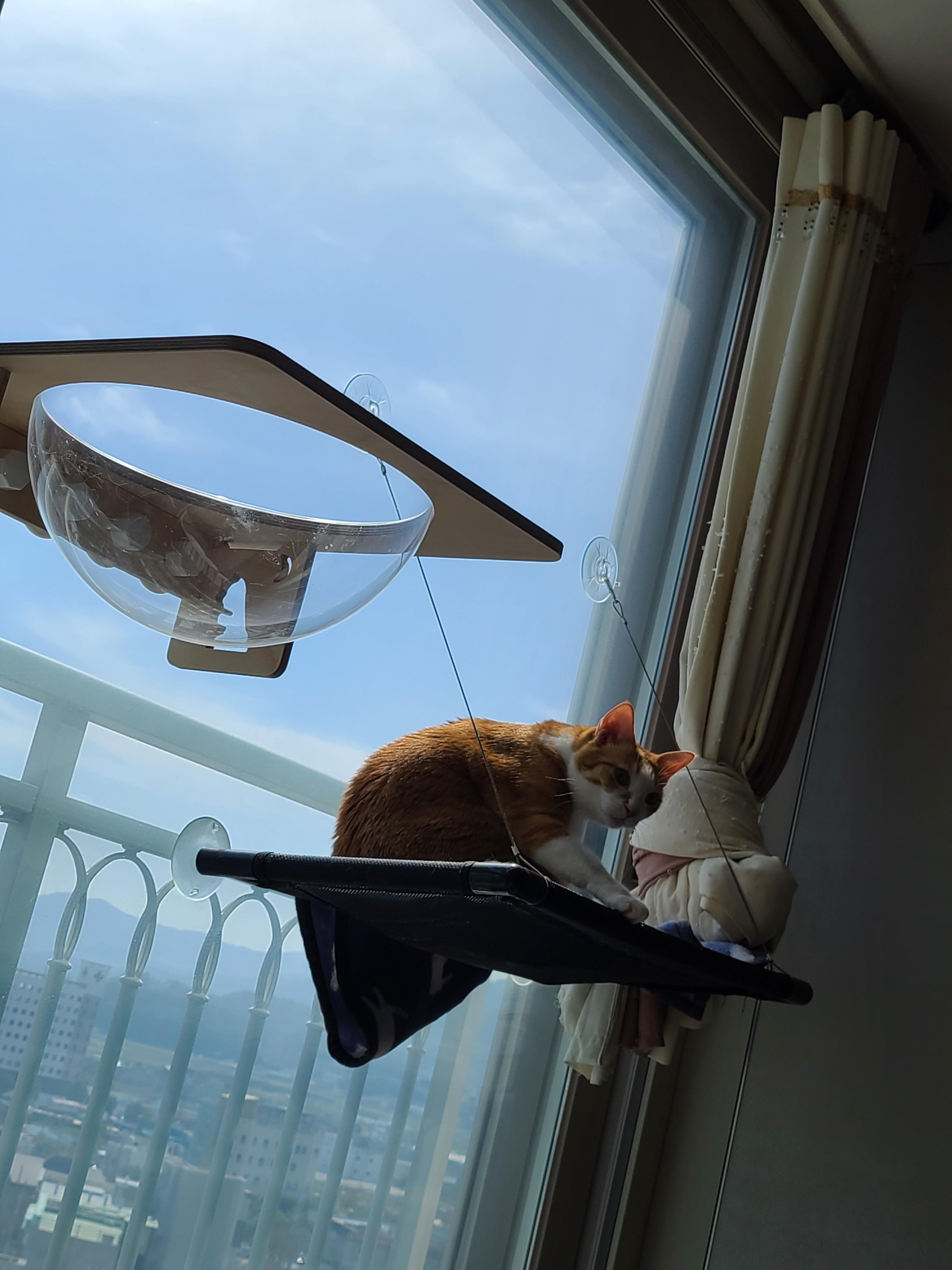 요즘 컨디션이 좋은 호야! 투명캣볼에 도전하려 했으나..!