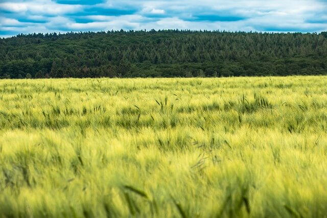 고창 청보리밭축제 2025! 개막일정부터 주차&middot;입장료&middot;포토존까지 총정리