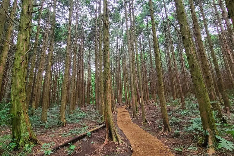 걷기 좋은 명품 숲길 50선 전국 서울 경기_2