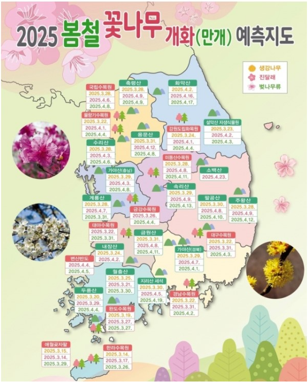 2025년 봄꽃 개화시기