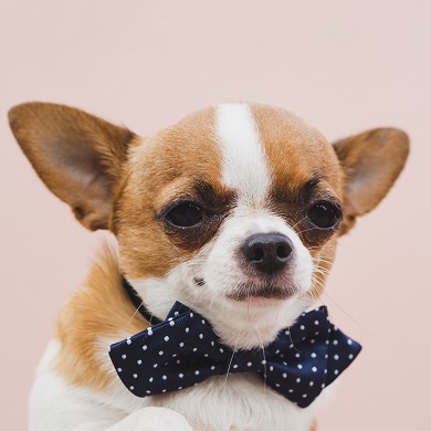 치와와 (Chihuahua)