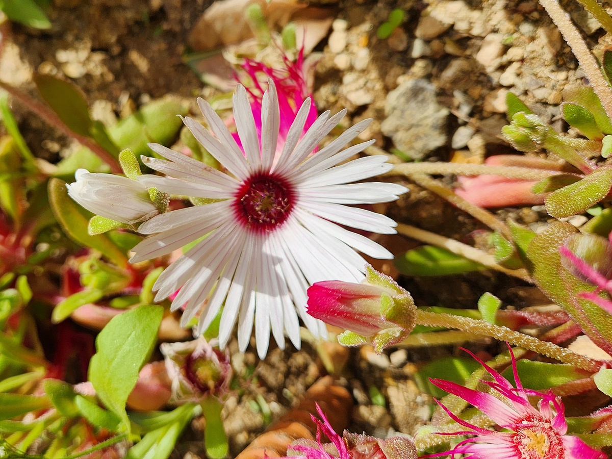 리빙스턴데이지 Livingstone Daisy