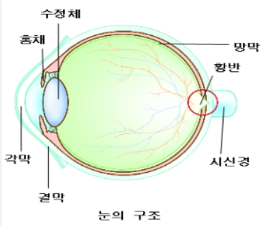 황반변성의 이해와 예방